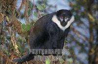 LHoests monkey , Cercopithecus lhoesti , Nyungwe forest National Park , Rwanda stock photo