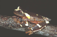 : Dendropsophus sarayacuensis