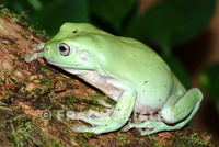: Litoria caerulea; Green Tree Frog