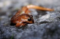 : Lyciasalamandra luschani billae; Lycian Salamander