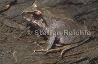 : Pristimantis pluvicanorus