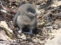 : Eudyptula minor novaehollandiae; Little Penguin