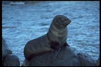 : Arctocephalus townsendi; Guadalupe Fur Seal
