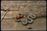 : Diadophis punctatus occidentalis; Northwestern Ringneck Snake