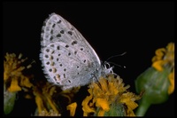 : Lycaeides ricei; Anna Blue Butterfly