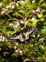 : Papilio bairdii; Western Black Swallowtail