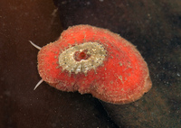 : Fissurellidea bimaculatus; Two-spotted Keyhole Limpet