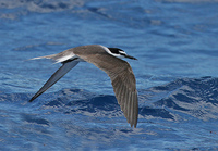 Bridled Tern Onychoprion anaethetus