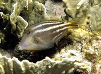 Cantherhines pullus, Orangespotted filefish: fisheries, aquarium