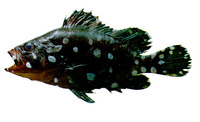 Dermatolepis inermis, Marbled grouper: fisheries