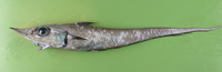 Coelorinchus labiatus, Spearsnouted grenadier: