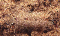 Samariscus triocellatus, Three-spot righteye flounder: