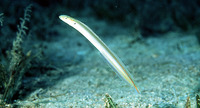 Gunnellichthys monostigma, Onespot wormfish: aquarium