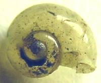 Vitrina pellucida - western glass-snail