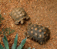 Image of: Gopherus agassizii (desert tortoise)