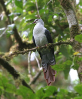 Great Cuckoo Dove - Reinwardtoena reinwardtii