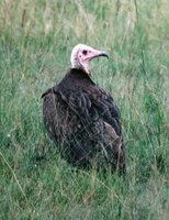 Hooded Vulture - Necrosyrtes monachus
