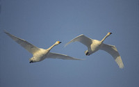 Whooper Swan (Cygnus cygnus) photo