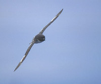Cape Petrel (Daption capense) photo