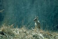 Roe deer. Photo J. Ķuze