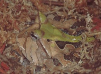 : Ceratophrys cranwelli