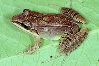 : Leptodactylus notoaktites