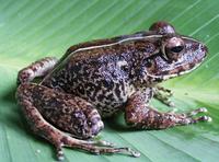 : Platymantis vitianus; Fiji Ground Frog