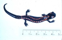 : Pseudoeurycea bellii