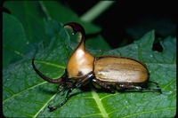 : Golofa pizarro; Rhinoceros Beetle
