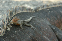 : Tropidurus albemarlensis; Galapagos Lava Lizard