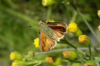 : Ochlodes sylvanoides; Woodland Skipper;