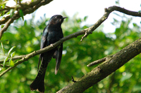 Drongo-Cuckoo ( Surniculus lugubris )