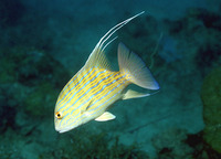 Symphorus nematophorus, Chinamanfish: fisheries, gamefish