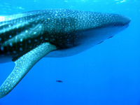 Rhincodon typus, Whale shark: fisheries
