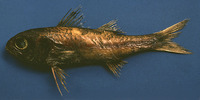 Synagrops bellus, Blackmouth bass: