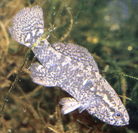 Elassoma zonatum, Banded pygmy sunfish: