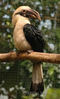 Penelopides affinis - Mindanao Hornbill
