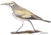 Image of: Alaemon alaudipes (greater hoopoe-lark)