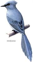 Image of: Elminia longicauda (African blue-flycatcher)