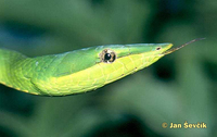 Oxybelis fulgidus - Green Vine Snake