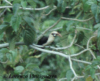 Mindanao Hornbill - Penelopides affinis