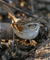 : Melospiza georgiana; Swamp Sparrow