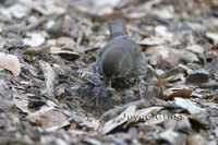 : Passerella iliaca; Fox Sparrow