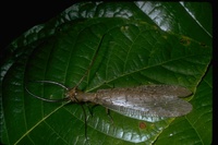 : Corydalus sp.; Dobsonfly