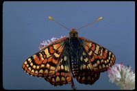 : Euphydryas chalcedona sierra; Sierra Checkerspot Butterfly
