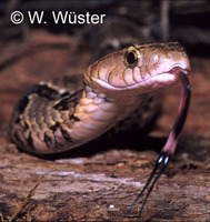 : Xenodon rabdocephalus; Snake
