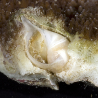 : Magilus sp.