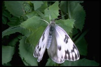 : Pontia protodice; Common White butterfly