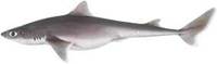 Spikey Dogfish - Squalus megalops