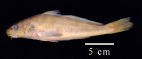 Menticirrhus littoralis, Gulf kingcroaker: fisheries, gamefish